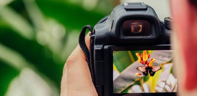Kamera fotograferar en fjäril, med bilden visad på kamerans skärm