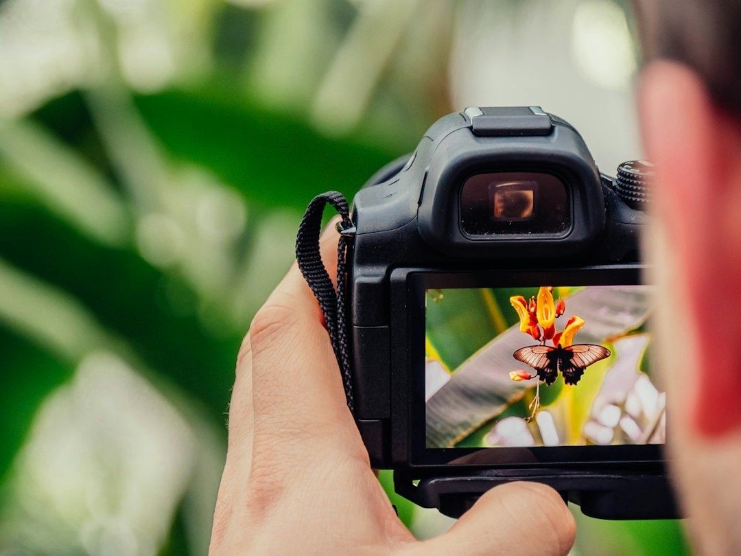 Kamera fotograferar en fjäril, med bilden visad på kamerans skärm